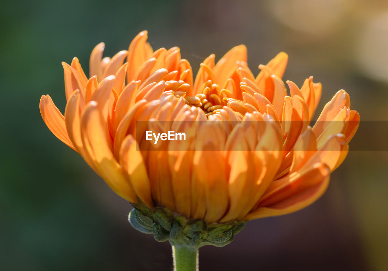 Close-up of flower blooming outdoors