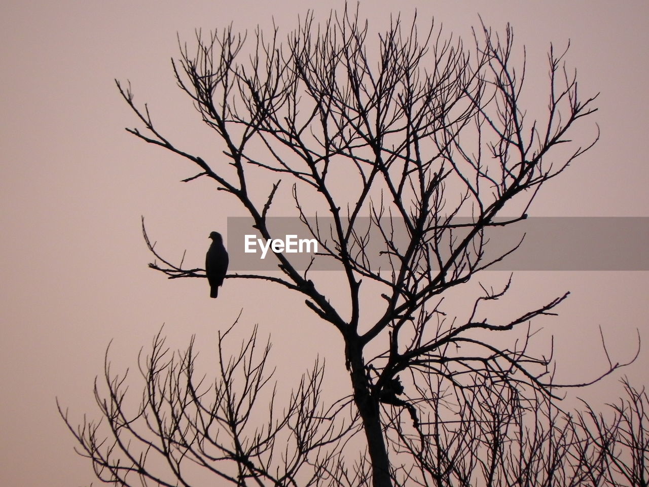 LOW ANGLE VIEW OF SILHOUETTE BIRD PERCHING ON BARE TREE