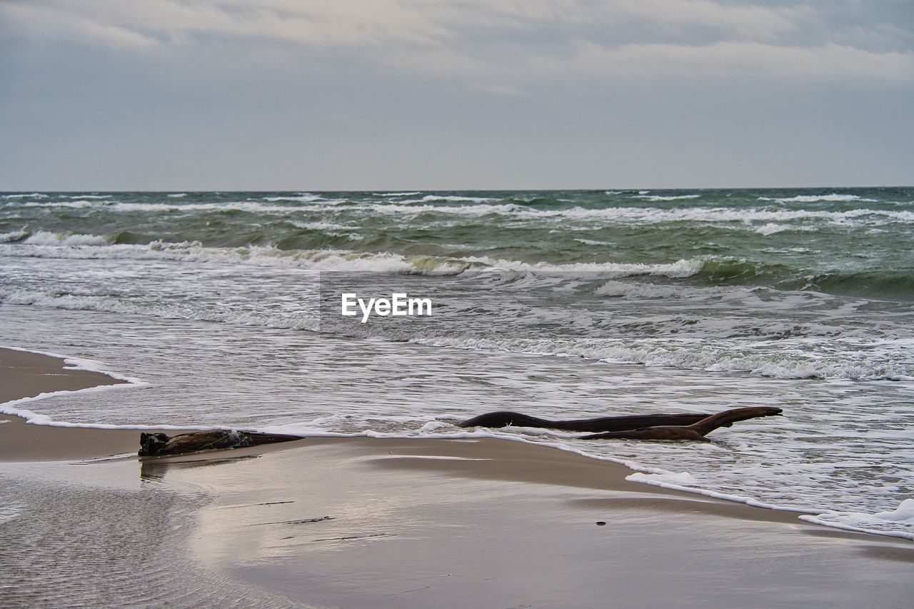 water, sea, land, beach, shore, body of water, ocean, wave, sky, coast, wind wave, nature, motion, beauty in nature, sand, scenics - nature, horizon over water, cloud, horizon, tranquility, environment, day, outdoors, water sports, no people, sports, travel destinations, tranquil scene, animal, travel, bay, animal themes, coastline, animal wildlife, seascape, wet, tourism