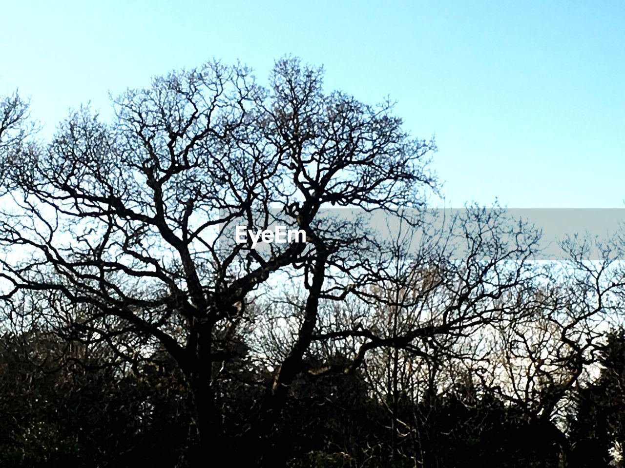 SILHOUETTE OF TREE AGAINST SKY