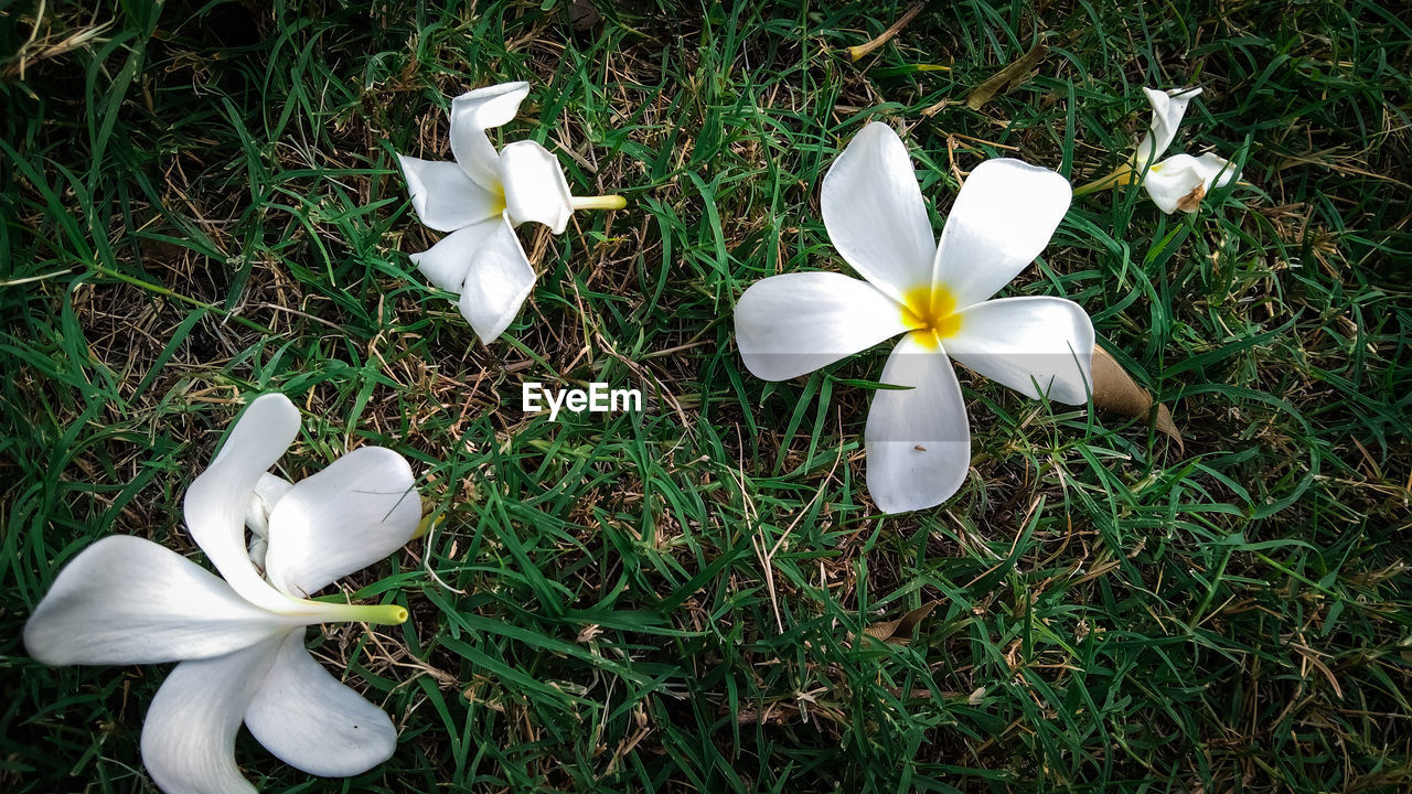 CLOSE-UP OF WHITE FLOWER ON FIELD