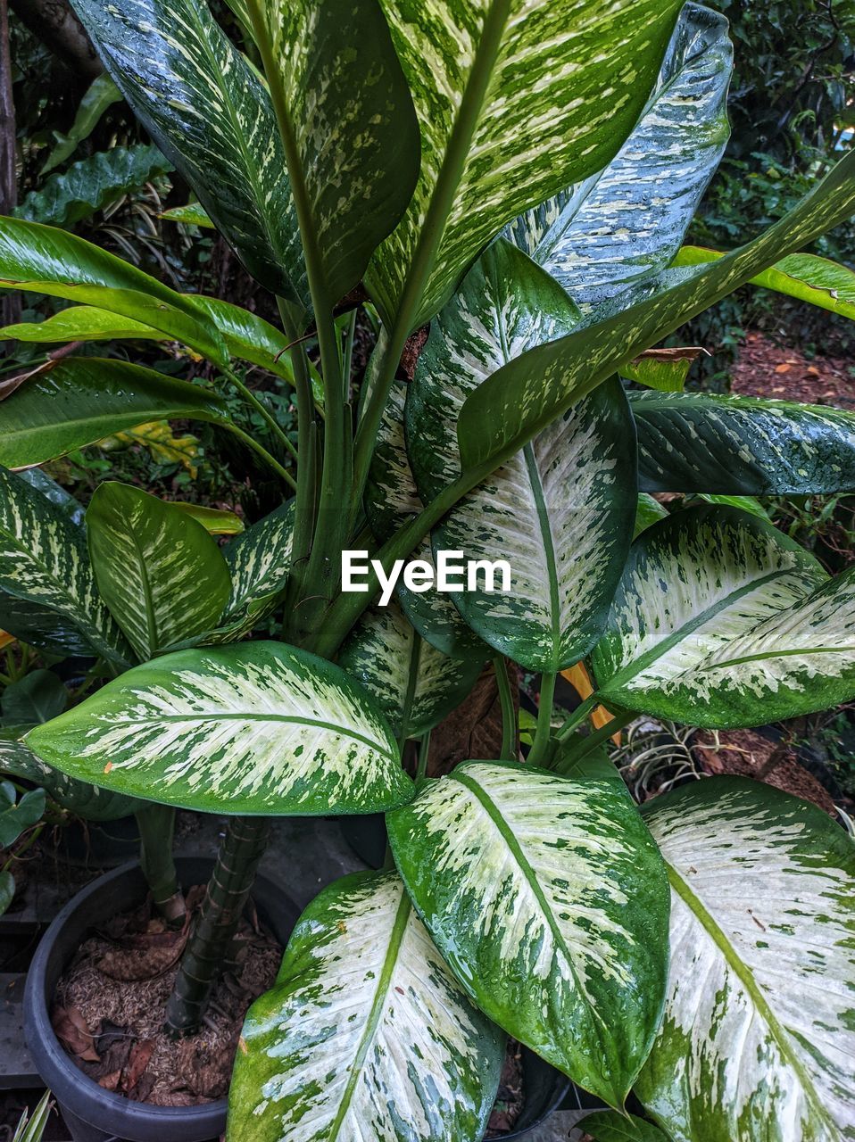 Close-up of leaves