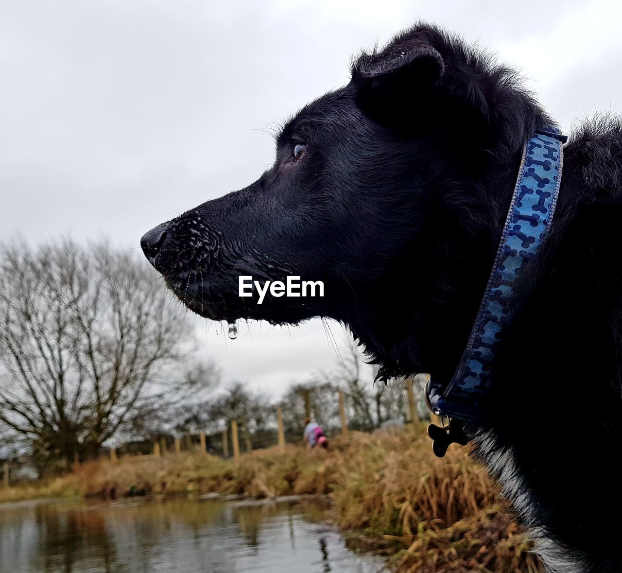 CLOSE-UP OF DOG BY WATER