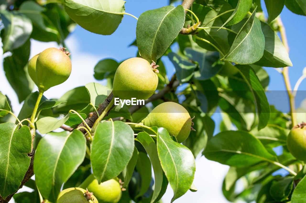 Close-up of fresh pear on pear tree branch in garden. fruit background. concept of gardening. 