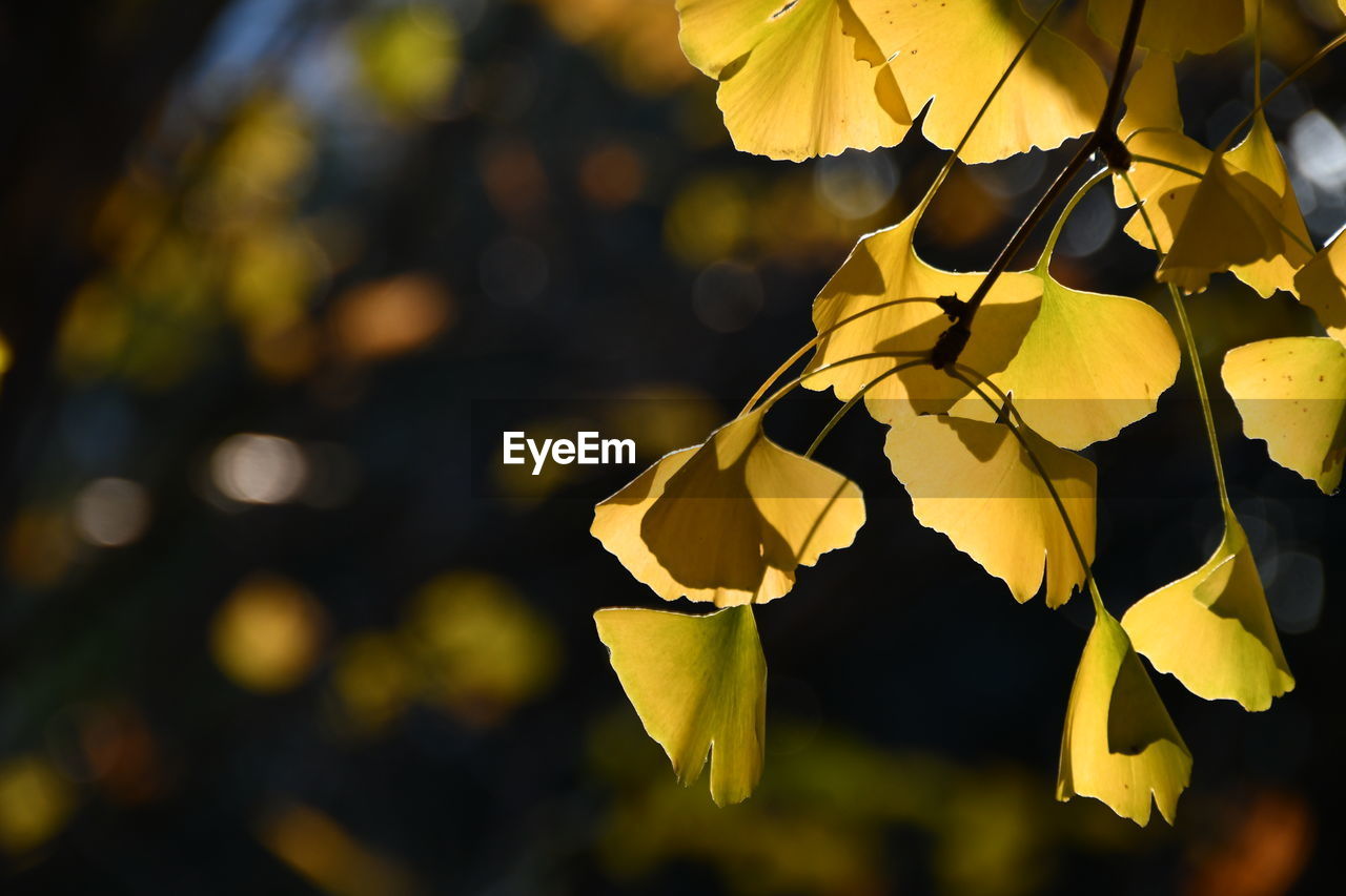 CLOSE-UP OF YELLOW FLOWERING PLANT DURING AUTUMN