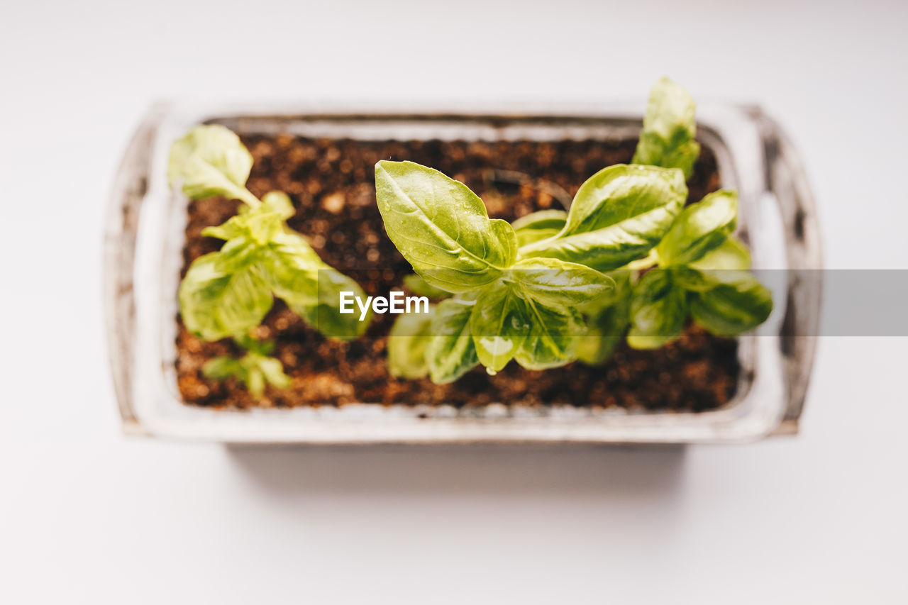 Close-up of basil growing in tray against white background