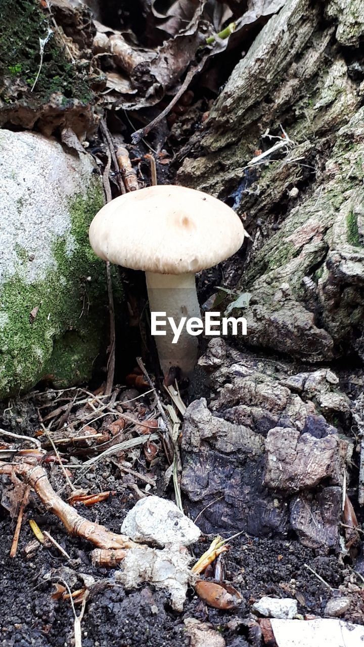 CLOSE-UP OF MUSHROOMS ON ROCK