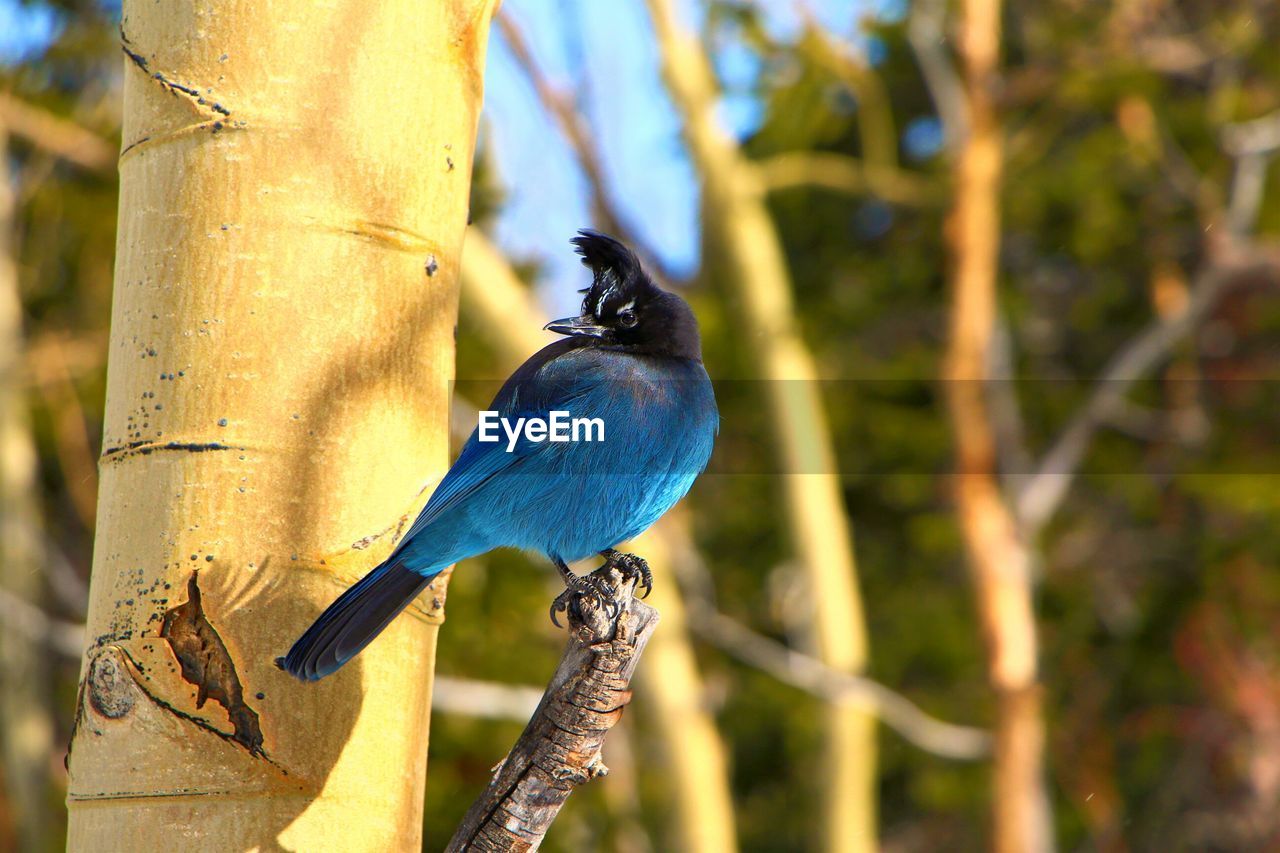 CLOSE-UP OF INSECT PERCHING ON TREE