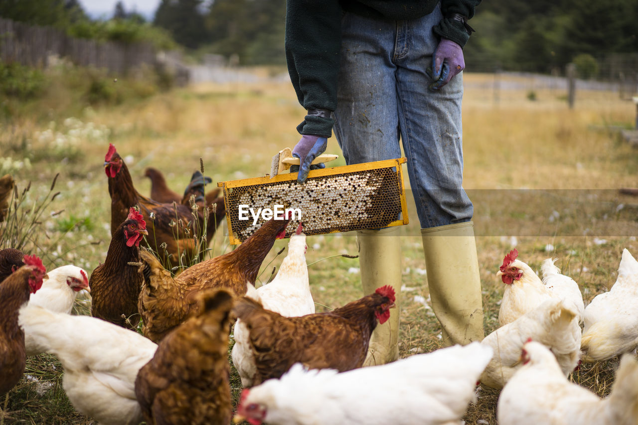 Midsection of female beekeeper feeding hens at farm