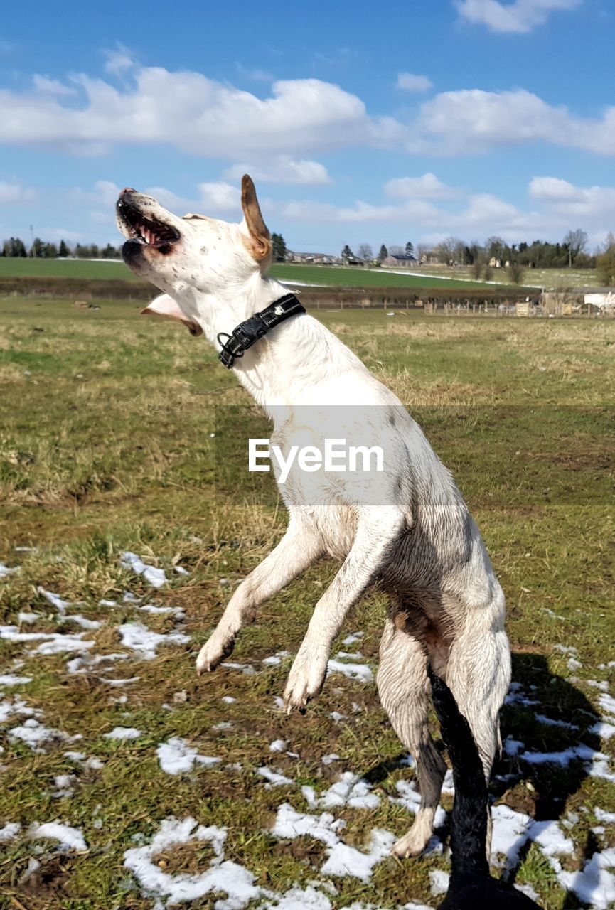 VIEW OF DOG STANDING ON FIELD