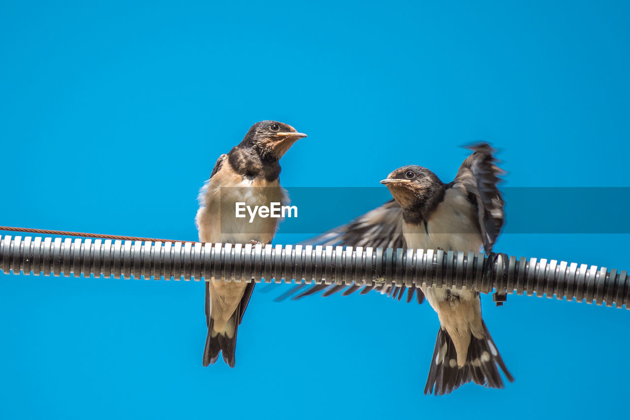 LOW ANGLE VIEW OF BIRDS ON BLUE AGAINST SKY