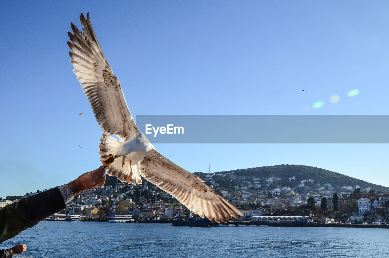 Person feeding flying bird