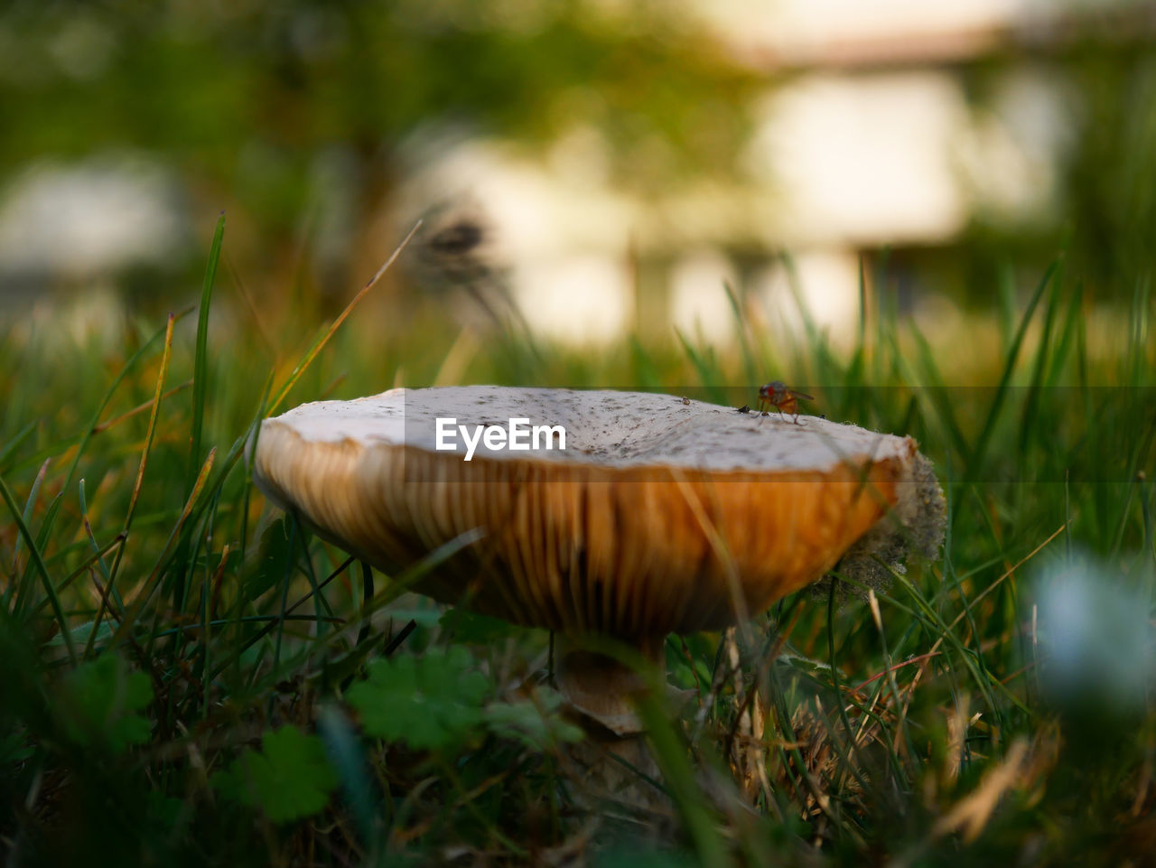 Close-up of mushroom growing on field