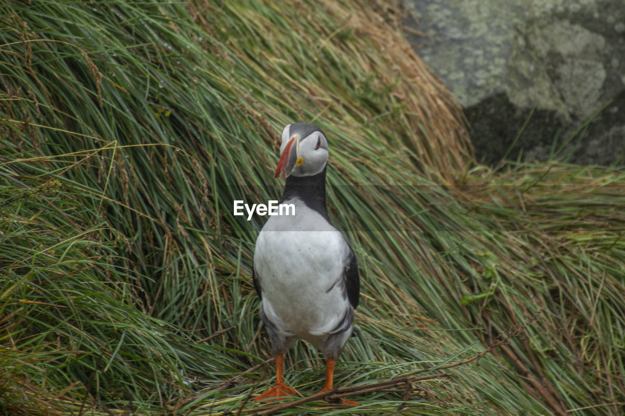 animal themes, bird, animal, wildlife, animal wildlife, one animal, plant, grass, nature, no people, beak, day, seabird, green, land, outdoors, perching, puffin, beauty in nature