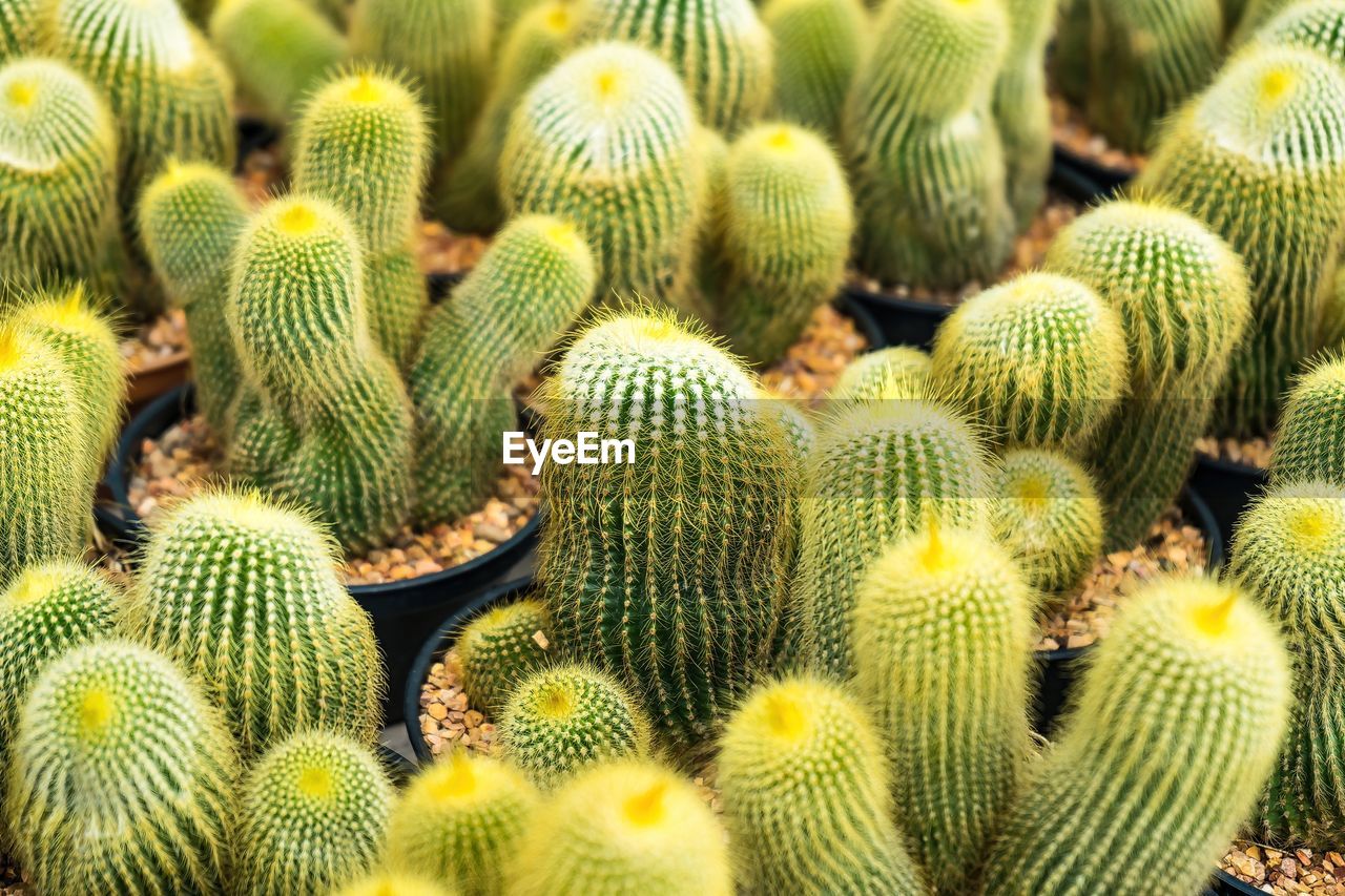 succulent plant, cactus, green, growth, plant, beauty in nature, no people, full frame, thorn, backgrounds, nature, spiked, sharp, flower, day, close-up, barrel cactus, outdoors, pattern, land, high angle view