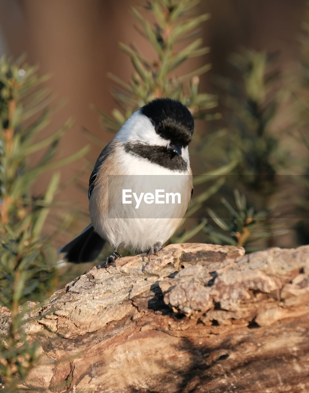 A chickadee perched on a branch