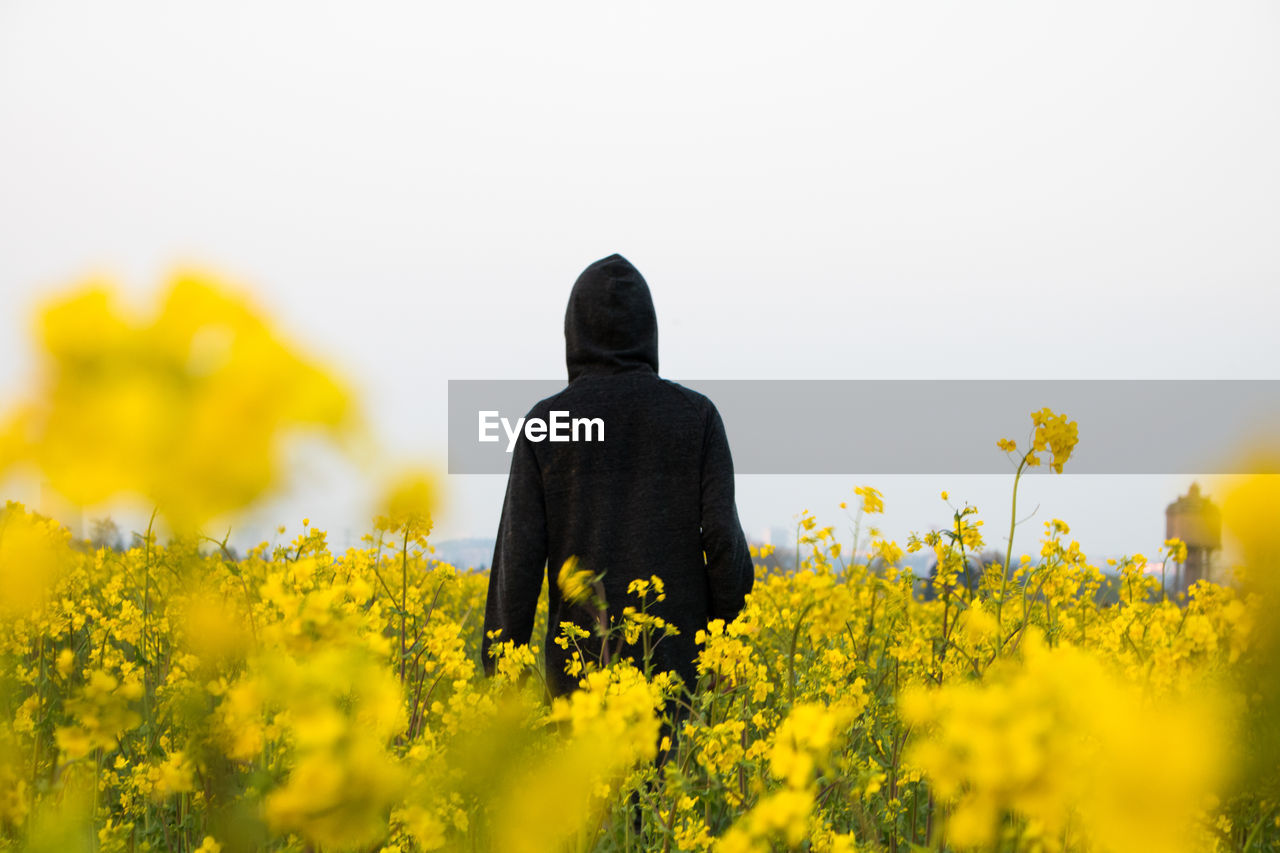 Rear view of person standing amidst yellow flowers on field