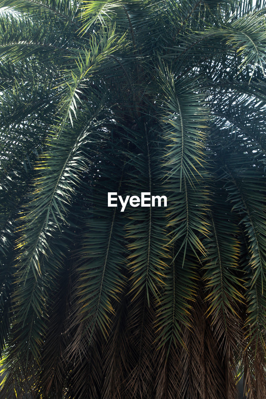 FULL FRAME SHOT OF PALM TREE