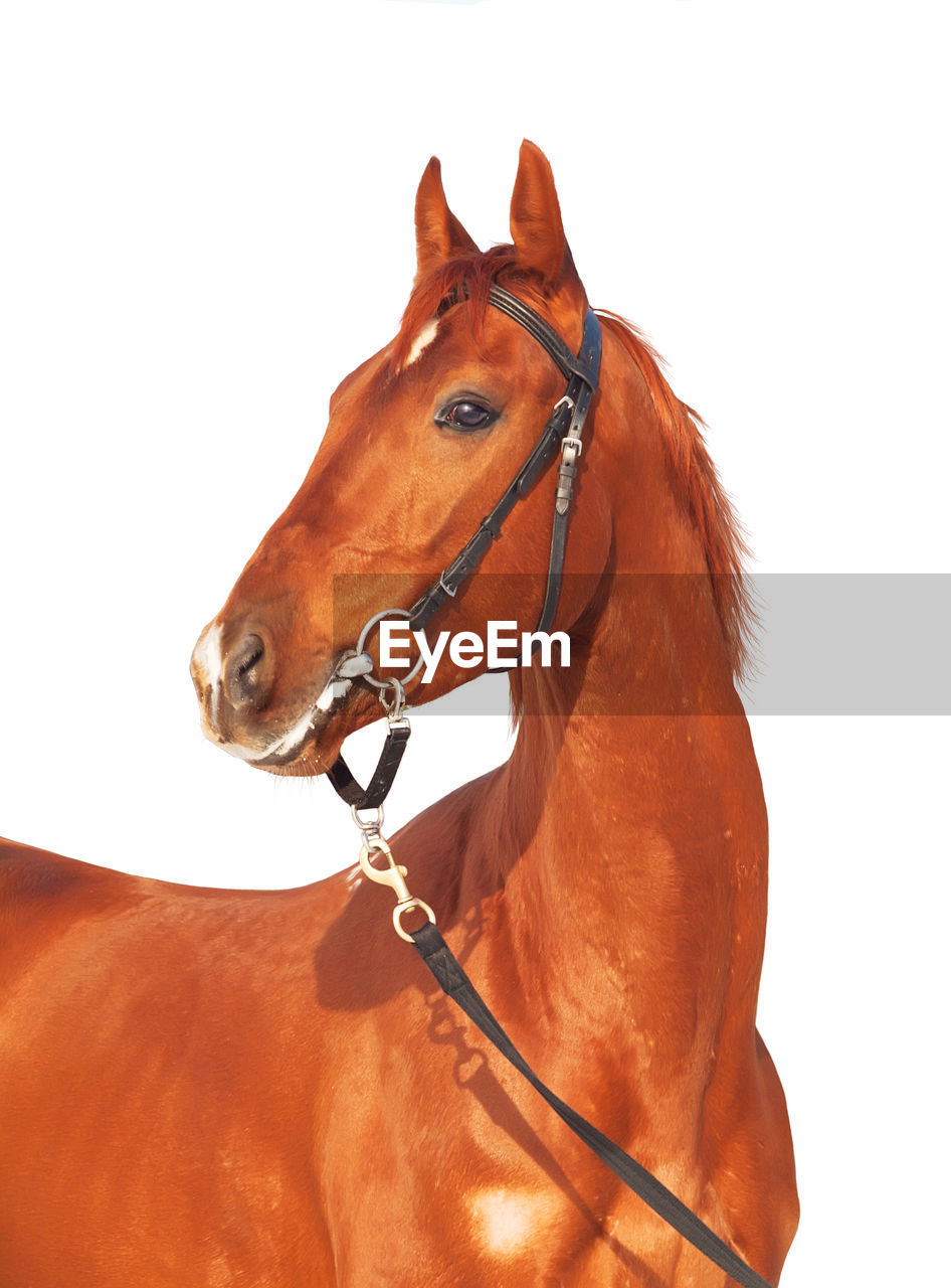 Horse standing against clear sky