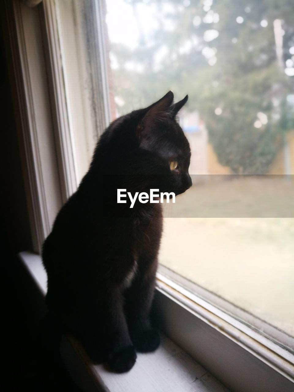 CAT LOOKING THROUGH WINDOW