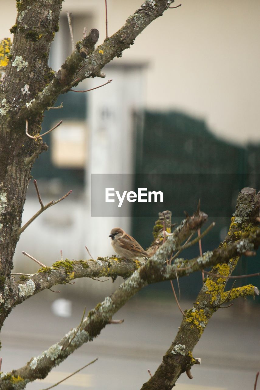 CLOSE-UP OF BIRDS PERCHING ON TREE