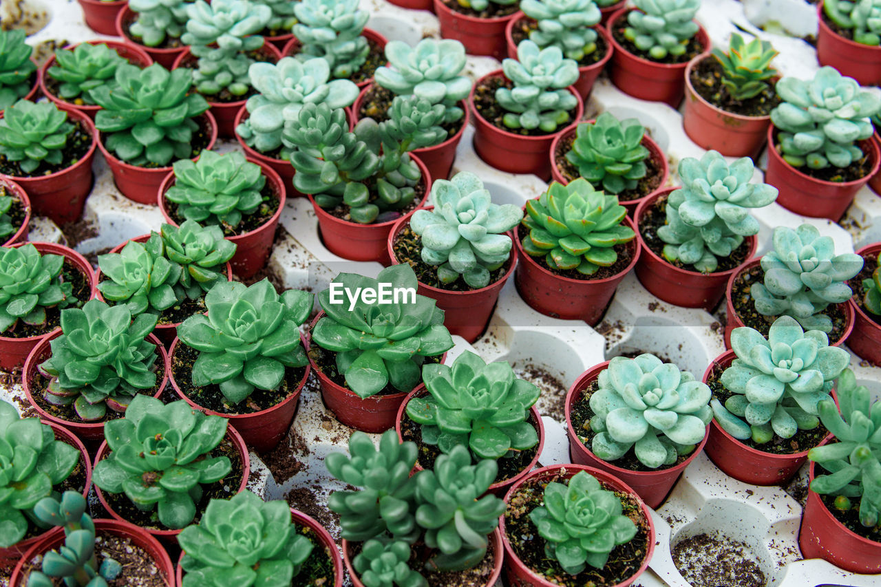 HIGH ANGLE VIEW OF POTTED PLANTS FOR SALE