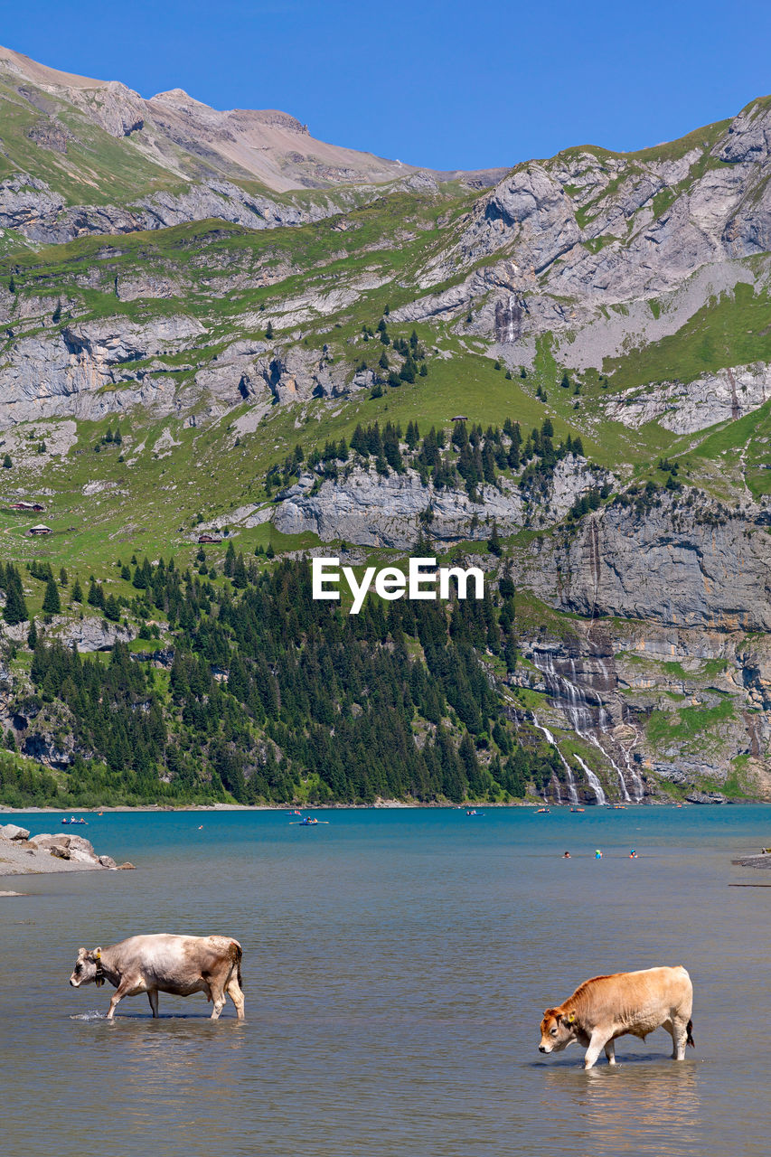 FLOCK OF SHEEP IN THE WATER