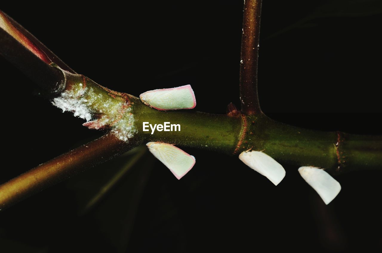 CLOSE-UP OF WET PLANT