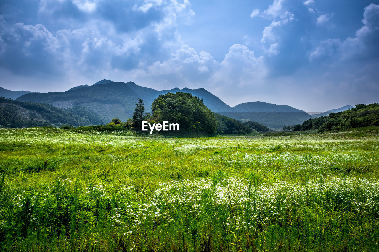 SCENIC VIEW OF GRASSY FIELD AGAINST SKY