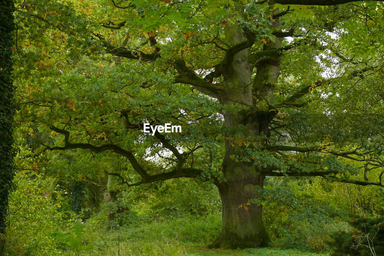 VIEW OF TREES IN FOREST