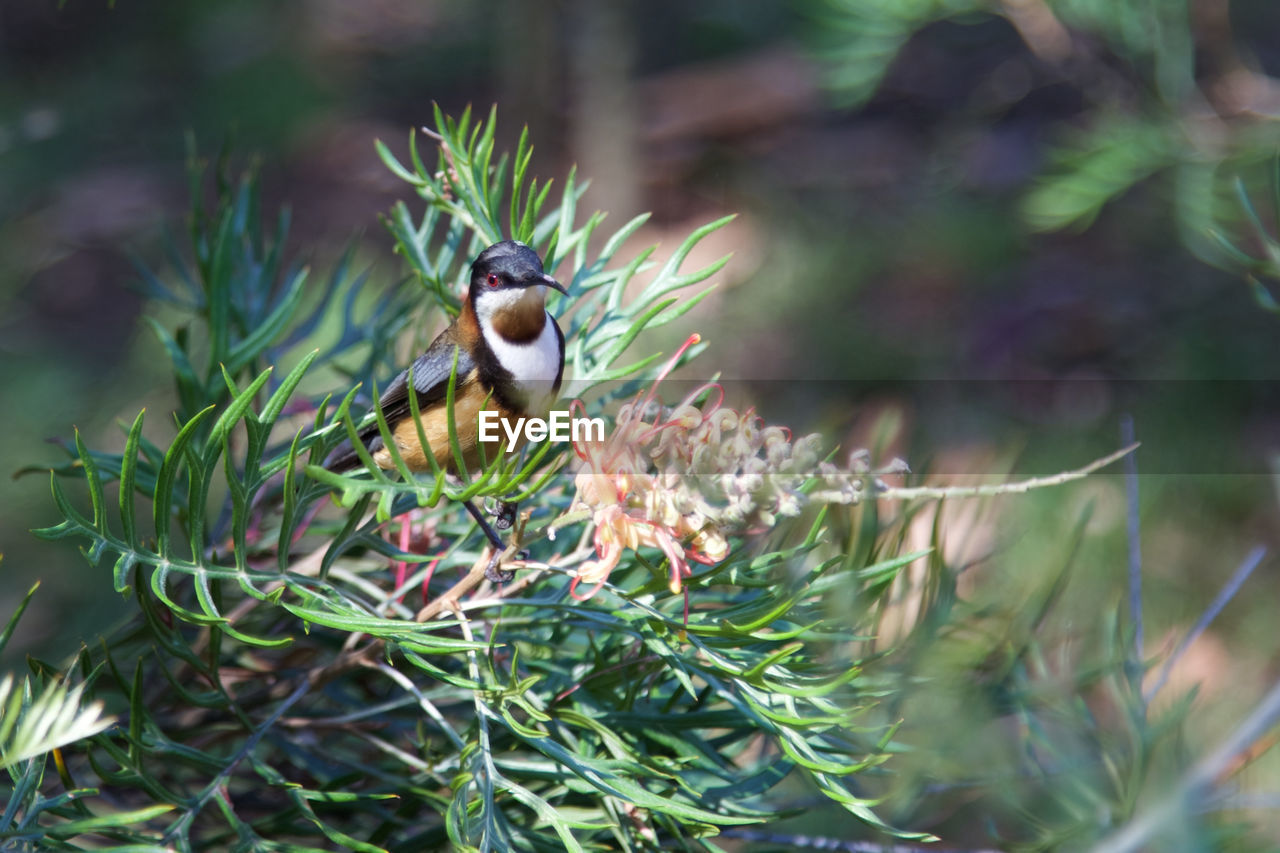 Close-up of bird perching on flowering plant