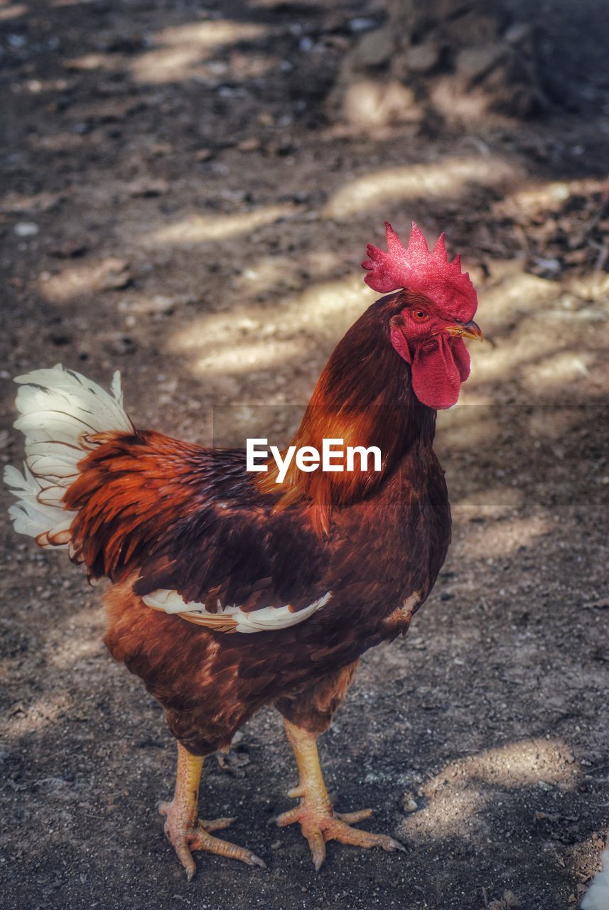 Close-up of rooster on field