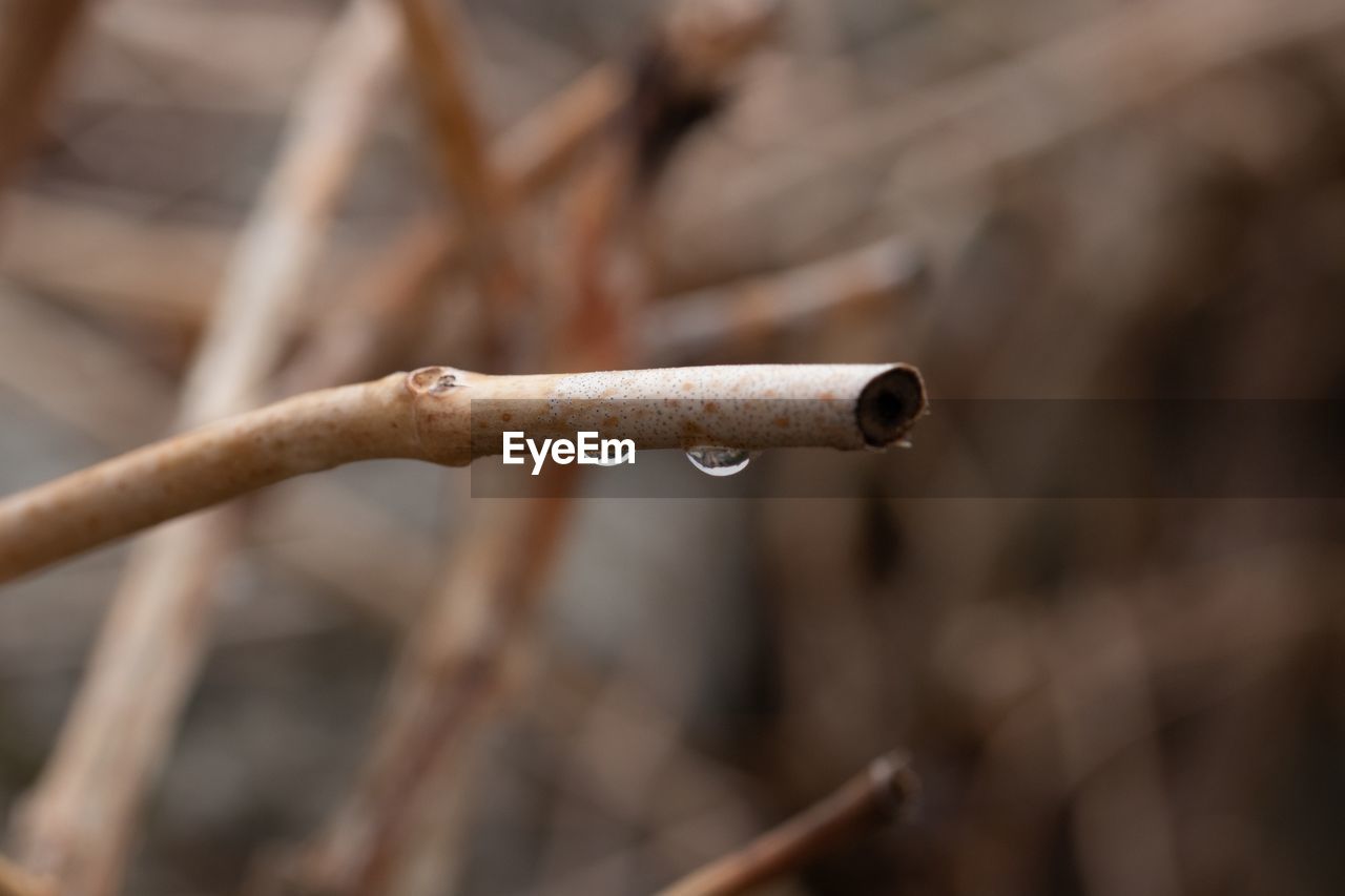 CLOSE-UP OF WATER DROPS ON RUSTY METAL