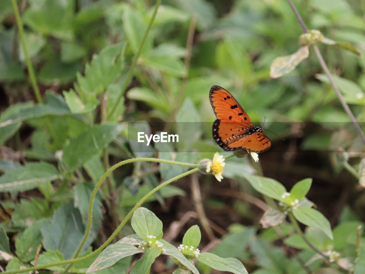 BUTTERFLY ON FLOWER