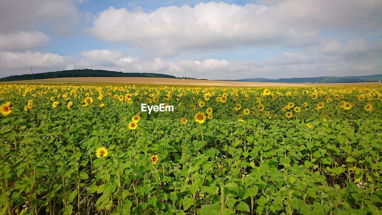 SCENIC VIEW OF SUNFLOWER FIELD AGAINST SKY