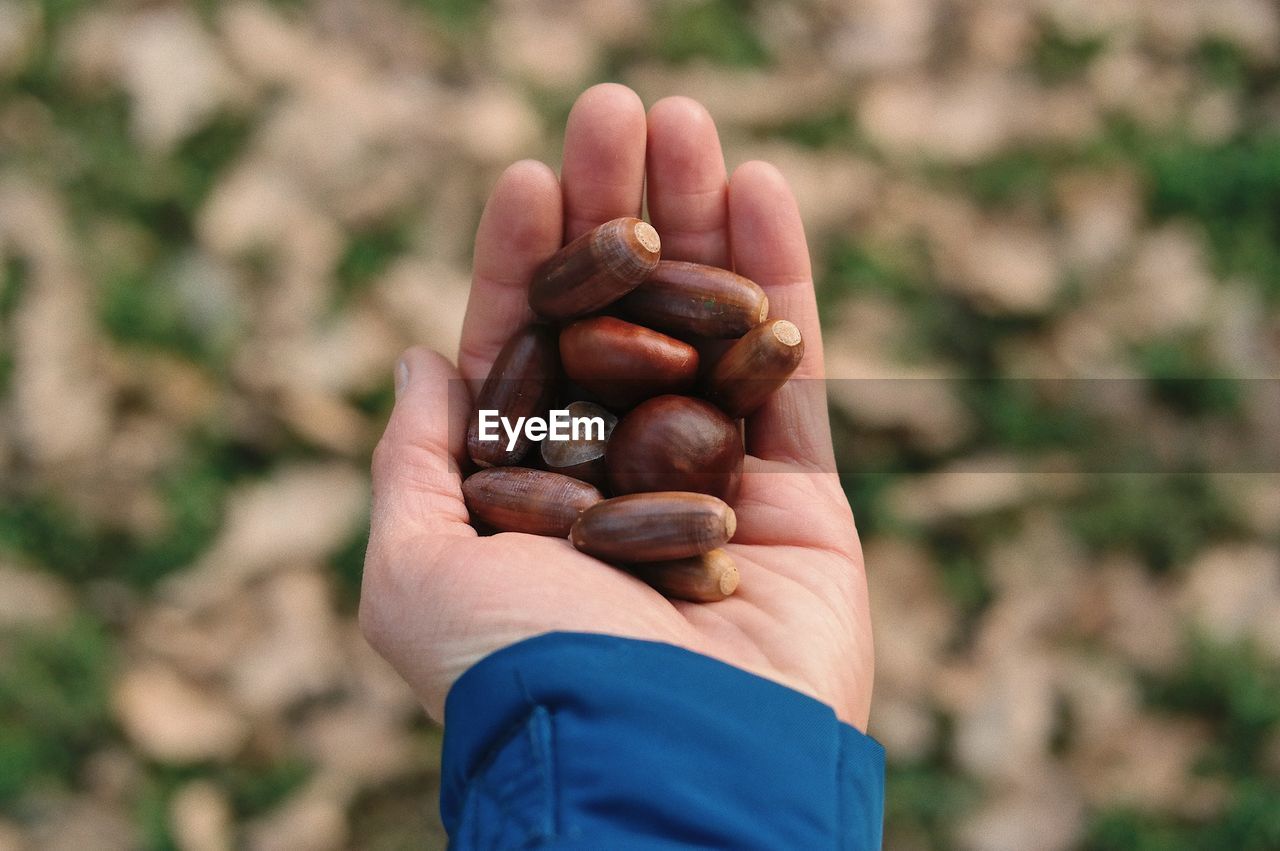 Close-up of hand holding chestnuts