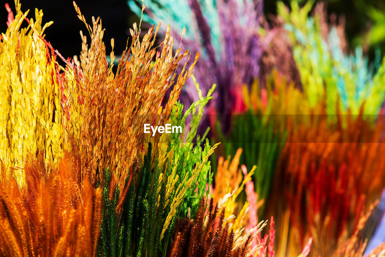 Close-up of multi colored flowering plant