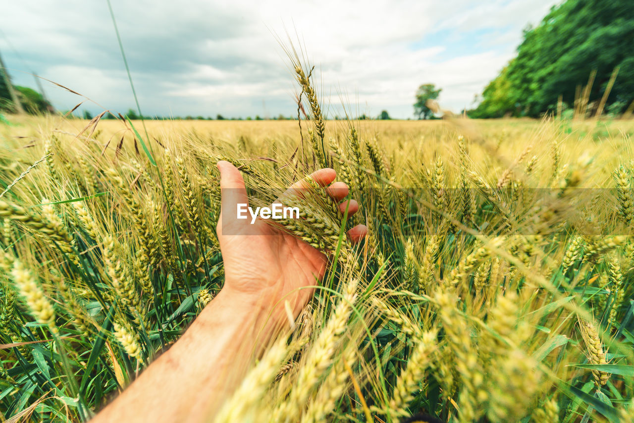 Wheat ears in a farmer's hand. harvest concept