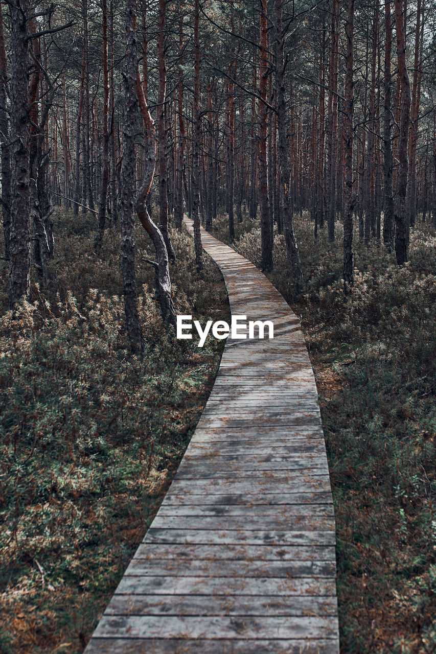 Wooden path leading through the swamp and forest in a natural park. autumn forest landscape