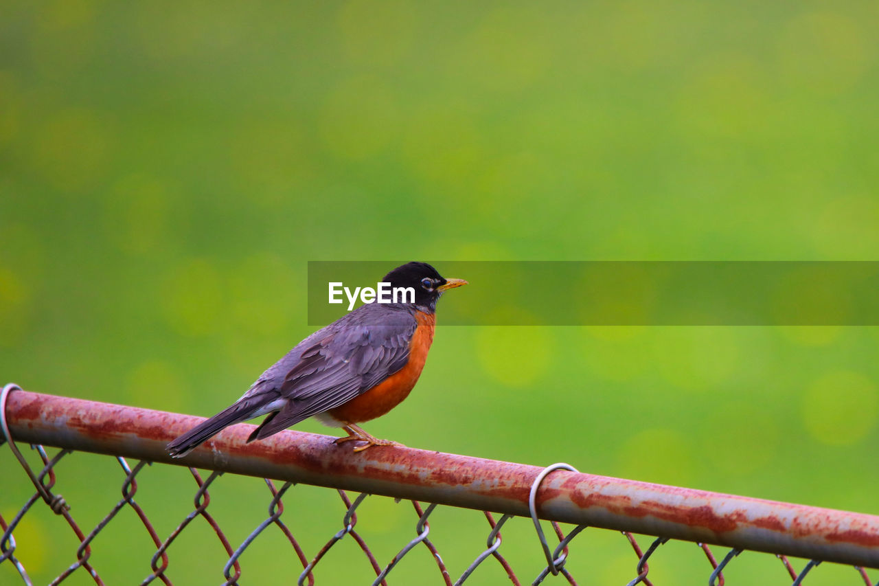 Bird perching on a fence