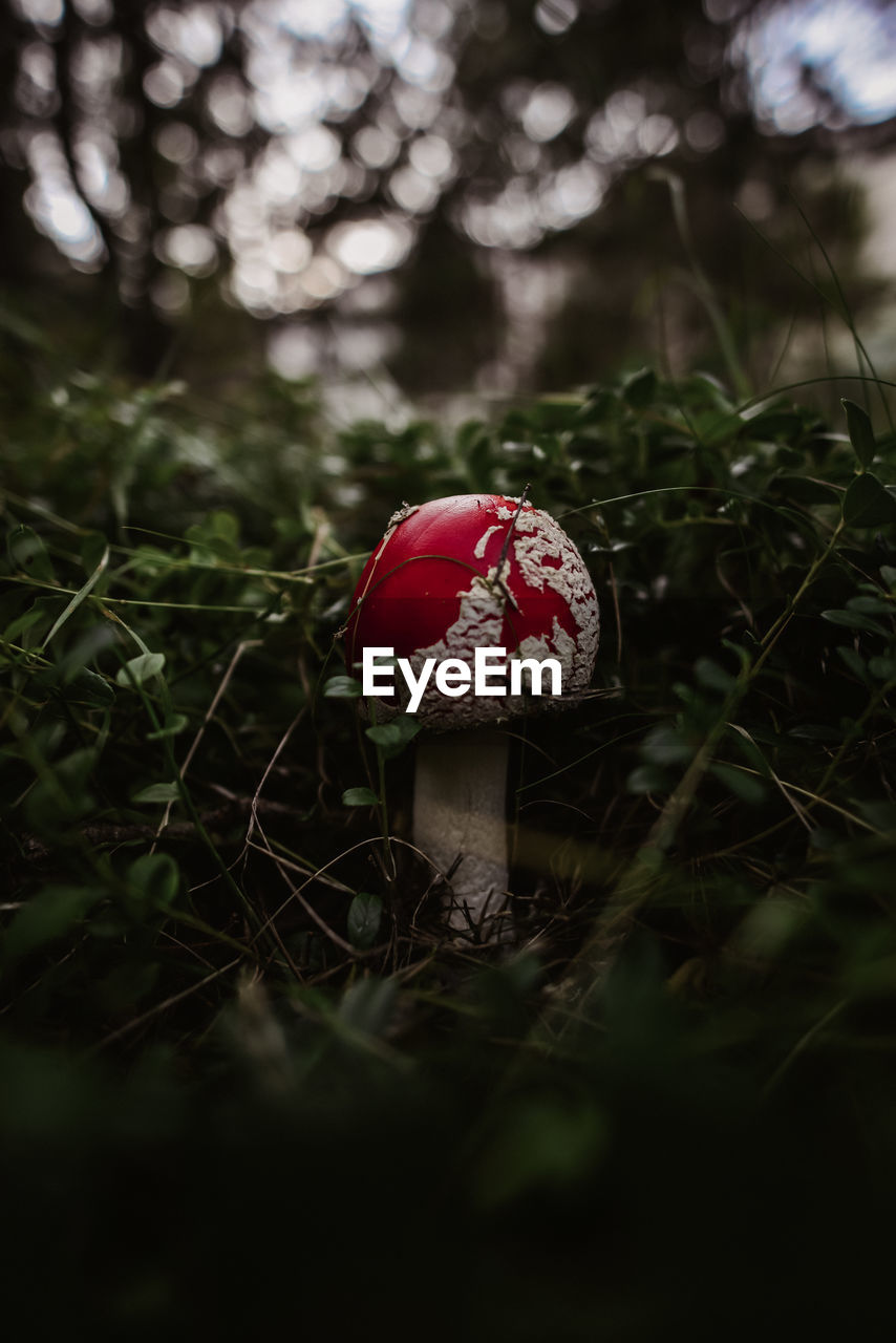 Red mushroom 