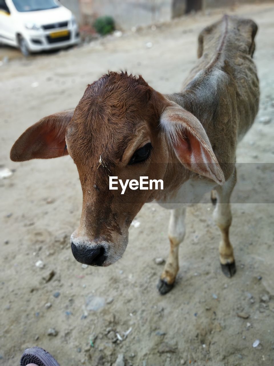 Close-up portrait of cow