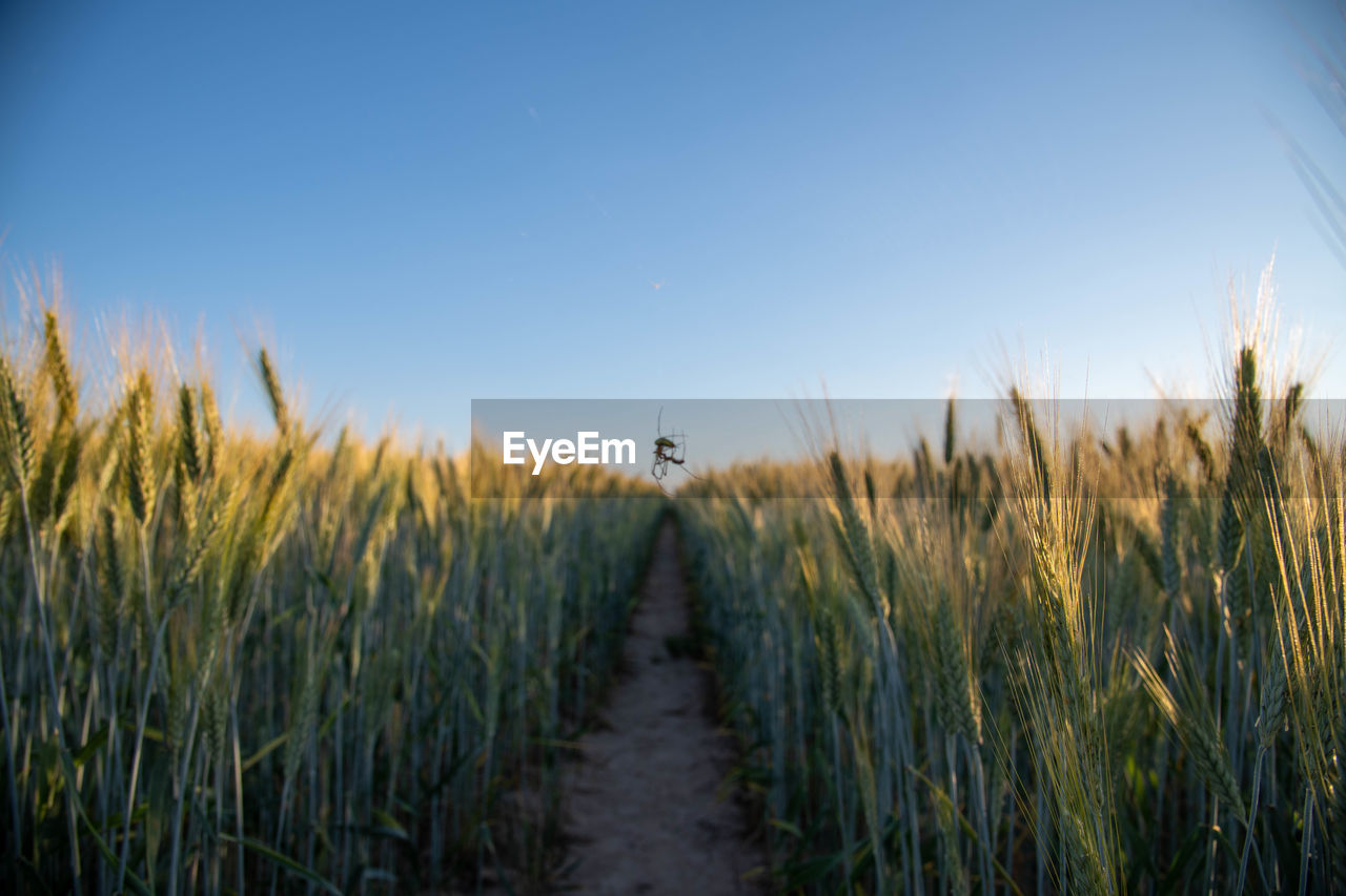 PLANTS GROWING ON FIELD AGAINST SKY