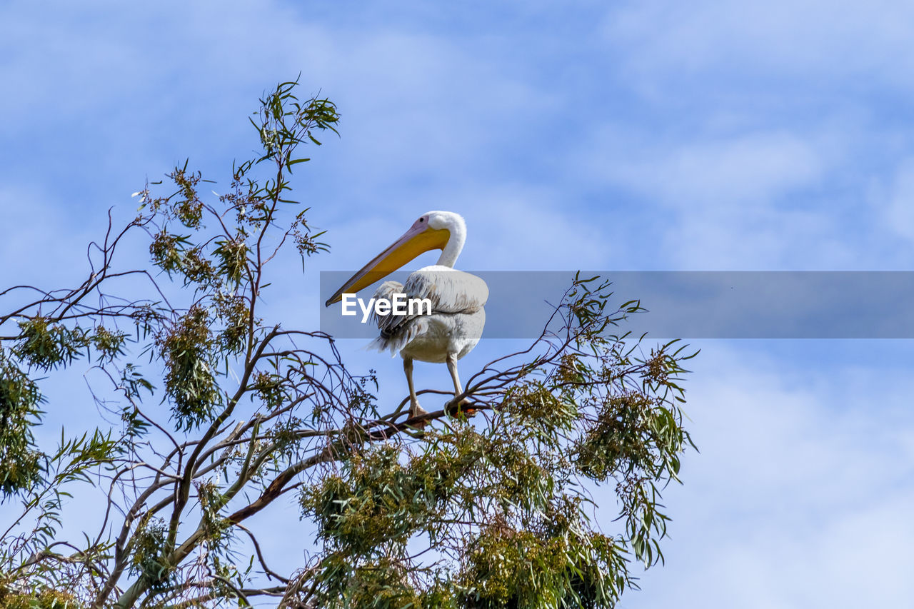 LOW ANGLE VIEW OF BIRD PERCHING ON BRANCH