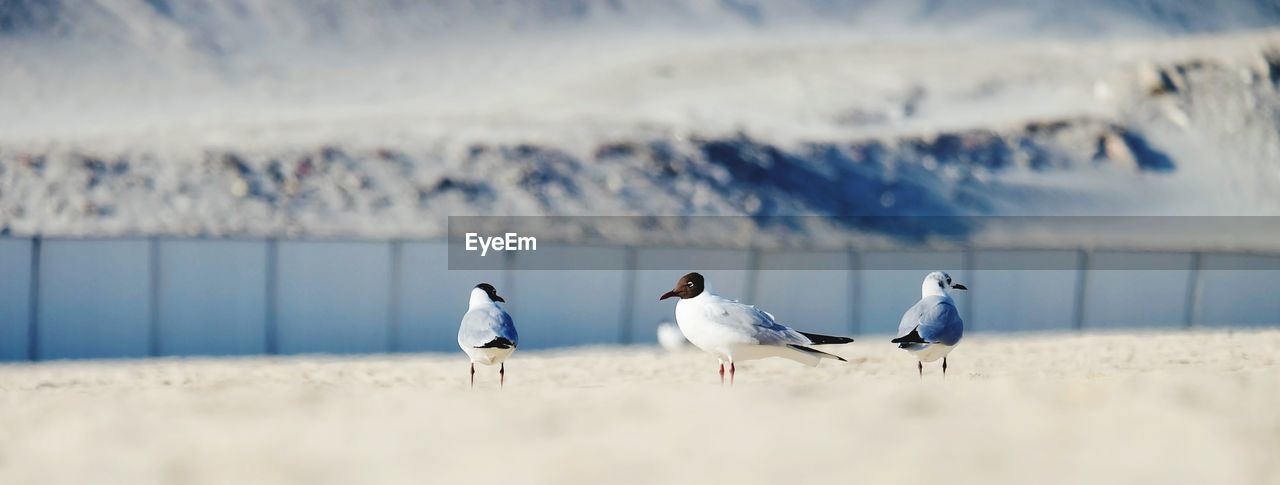 Seagulls perching on a beach