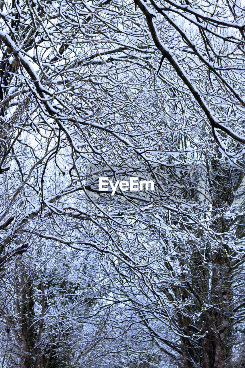 LOW ANGLE VIEW OF FROZEN TREE IN FOREST