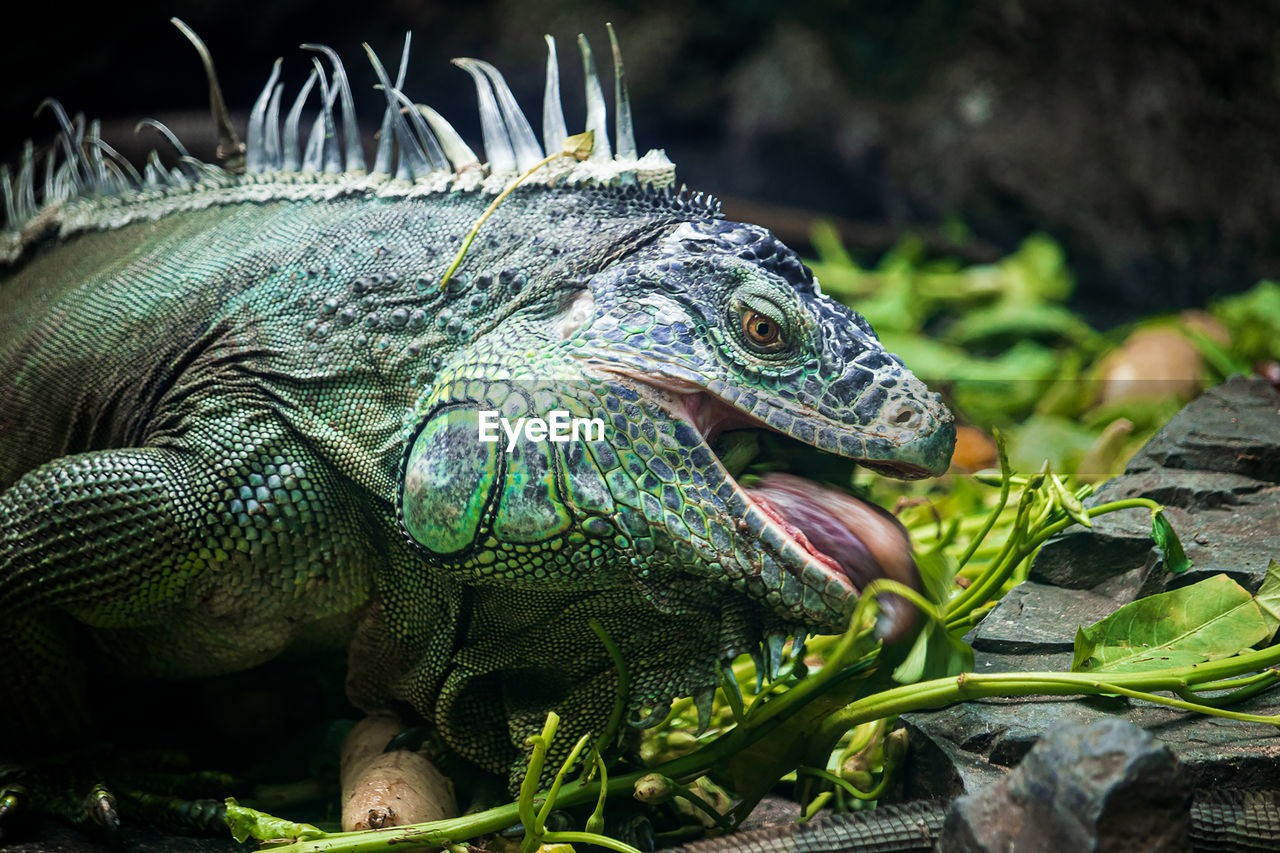 close-up of iguana on plant