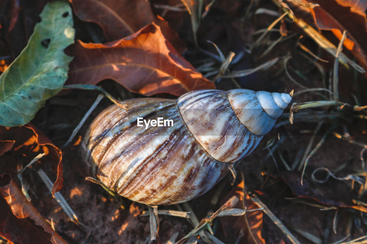 High angle view of snail on field