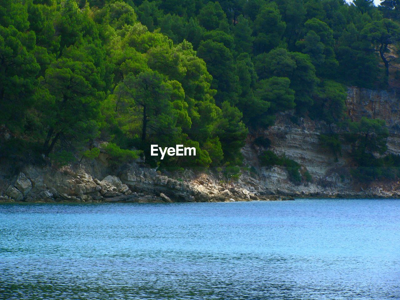 SCENIC VIEW OF LAKE AGAINST TREES IN FOREST