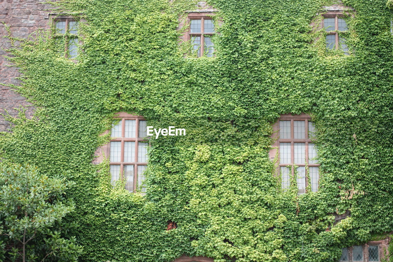 Full frame shot of ivy growing on building
